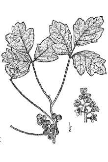 Atlantic Poison Oak