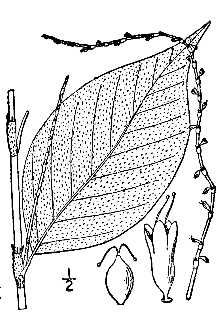 <i>Persicaria virginiana</i> (L.) Gaertn.