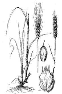 Common Wheat