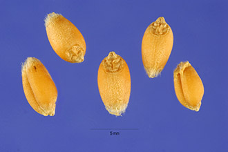 <i>Triticum sativum</i> Lam.