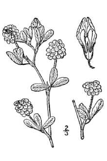 <i>Trifolium agrarium</i> L., nom. utique rej.