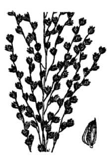 Pine Barren Fluffgrass