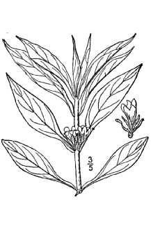 <i>Triosteum angustifolium</i> L. var. eamesii Wiegand