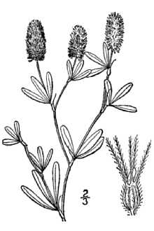 <i>Trifolium arvense</i> L. var. arvense