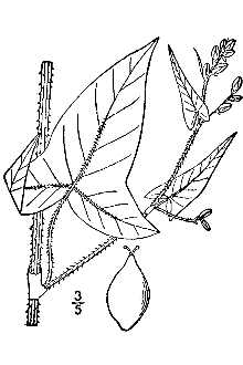 <i>Polygonum arifolium</i> L. var. pubescens (Keller) Fernald