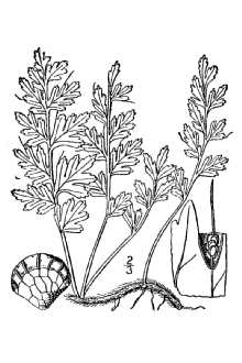 <i>Vandenboschia boschiana</i> (J.W. Sturm ex Bosch) Ebihara & K. Iwats.