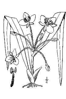 <i>Tradescantia virginiana</i> L. var. alba Hook. ex Raf.
