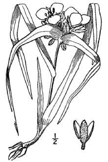 Longbract Spiderwort