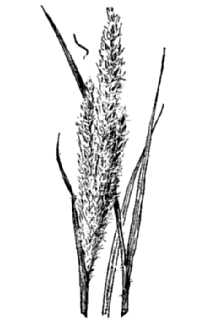 <i>Trichachne californica</i> (Benth.) Chase