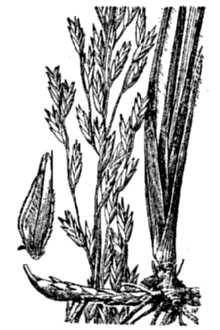Carolina Fluffgrass