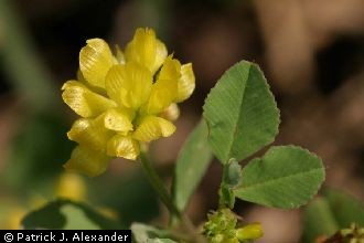 <i>Trifolium procumbens</i> L., nom. utique rej.