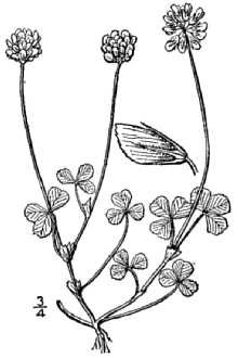 <i>Trifolium saxicola</i> Small