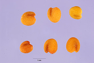<i>Trifolium saxicola</i> Small