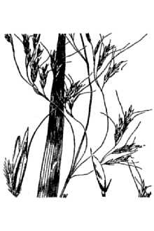 <i>Trisetum cernuum</i> Trin. ssp. canescens (Buckley) Calder & Roy L. Taylor