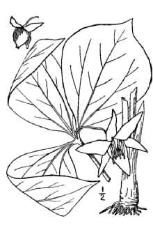<i>Trillium cernuum</i> L. var. macranthum Eames & Wiegand