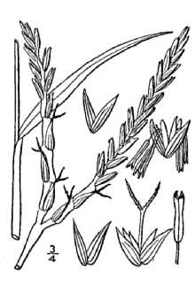 <i>Tripsacum dactyloides</i> (L.) L. var. occidentale Cutler & Anders.