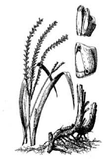 <i>Tripsacum dactyloides</i> (L.) L. var. occidentale Cutler & Anders.