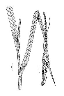 <i>Coix dactyloides</i> L.