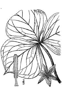 <i>Trillium erectum</i> L. var. blandum Jennison