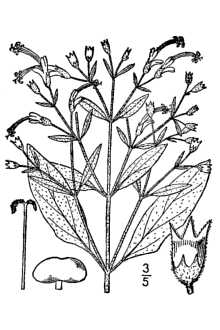 <i>Trichostema dichotomum</i> L. var. puberulum Fernald & Grisc.