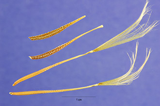 <i>Tragopogon dubius</i> Scop. ssp. major (Jacq.) Voll.