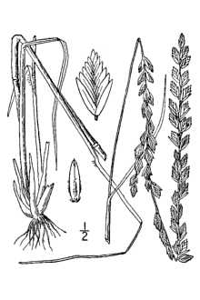 <i>Tridens ×oklahomensis</i> (Featherly) Featherly (pro sp.), database artifact