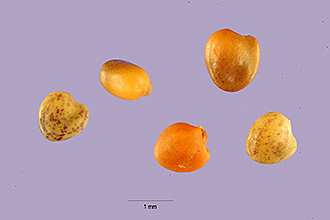 <i>Trifolium involucratum</i> Ortega var. fimbriatum (Lindl.) McDermott