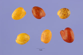 <i>Trifolium fragiferum</i> L. ssp. bonannii (C. Presl) Soják
