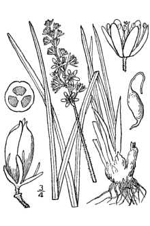 <i>Tofieldia racemosa</i> (Walter) Britton, Sterns & Poggenb. var. glutinosa (Michx.) H.E.