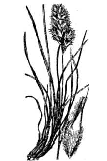 <i>Erioneuron avenaceum</i> (Kunth) Tateoka var. grandiflorum (Vasey) Gould