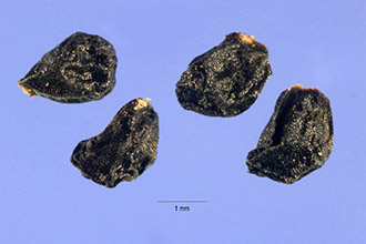 <i>Brodiaea hyacinthina</i> (Lindl.) Baker var. lactea Baker