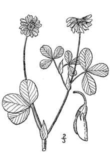 <i>Trifolium hybridum</i> L. var. pratense Rabenh.