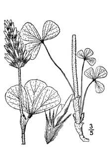 <i>Trifolium incarnatum</i> L. var. elatius Gibelli & Belli
