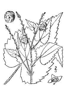<i>Tragia macrocarpa</i> Willd.