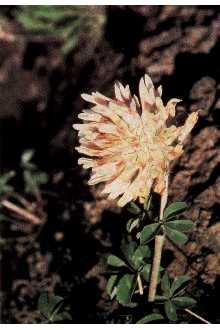 <i>Trifolium macrocephalum</i> (Pursh) Poir. var. caeruleomontanum H. St. John