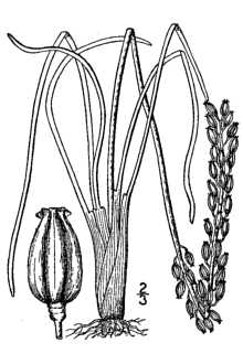 <i>Triglochin maritimum</i> L. var. elatum (Nutt.) A. Gray, orth. var.