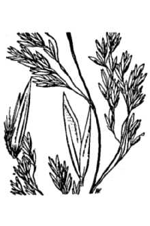 <i>Trisetum melicoides</i> (Michx.) Vasey ex Scribn. var. majus (A. Gray) Hitchc.