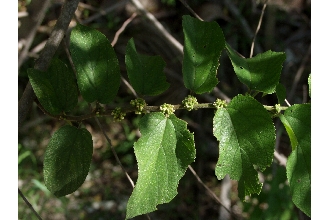<i>Trema micranthum</i> (L.) Blume, orth. var.