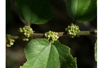 <i>Trema micranthum</i> (L.) Blume, orth. var.