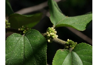 <i>Trema floridana</i> Britton