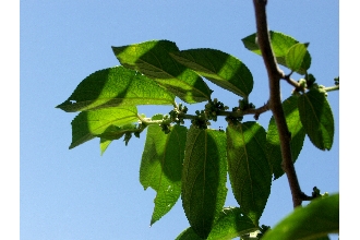 Jamaican Nettletree