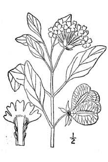 <i>Abronia micrantha</i> Torr. var. pedunculata M.E. Jones