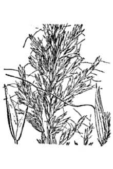 <i>Trisetum molle</i> Kunth