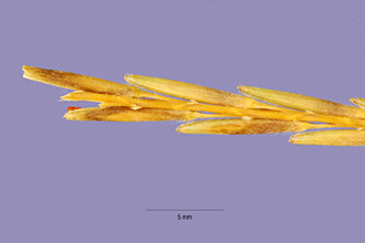 <i>Trachypogon secundus</i> (J. Presl) Scribn.