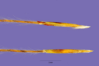 <i>Heteropogon secundus</i> J. Presl