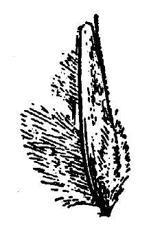 <i>Erioneuron avenaceum</i> (Kunth) Tateoka var. nealleyi (Vasey) Gould