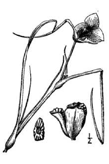 Prairie Spiderwort