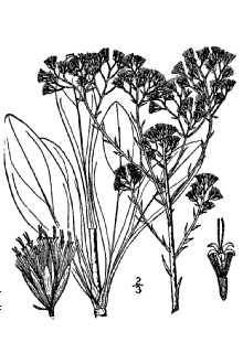 <i>Trilisa odoratissima</i> (J.F. Gmel.) Cass.