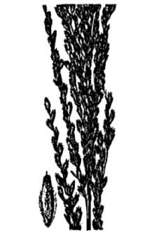 <i>Tridens ×oklahomensis</i> (Featherly) Featherly (pro sp.), database artifact