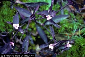 <i>Setcreasea purpurea</i> B.K. Boom